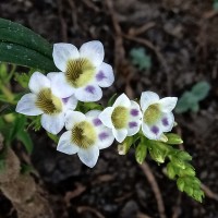 Limnophila aquatica (Roxb.) Alston